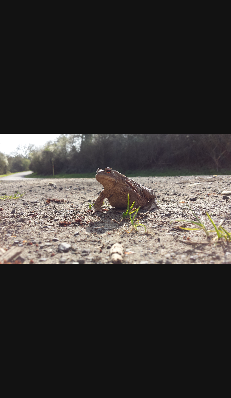 Screenshot of the app showing the results of the sample code from Example 1.